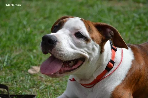 Продаются щенки Cтаффордширского терьера