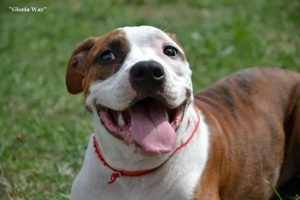 Продаются щенки Cтаффордширского терьера 2