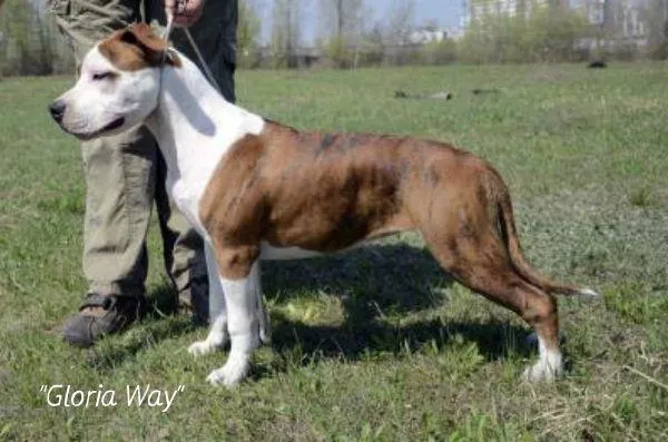 Продаются щенки Cтаффордширского терьера 3