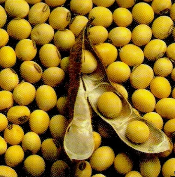 закупаем рапс, сою, подсолнечник