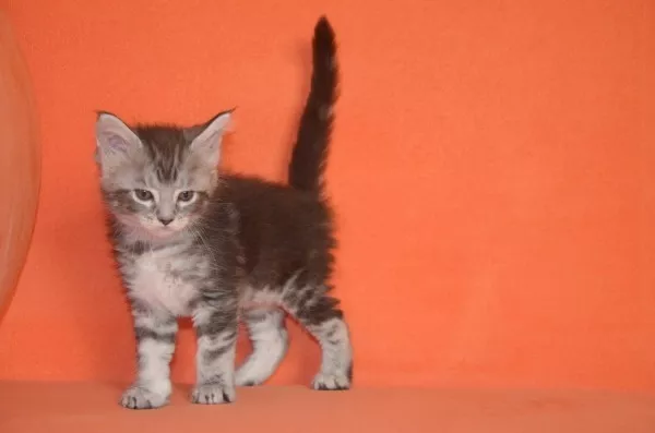 Котята мейн кун