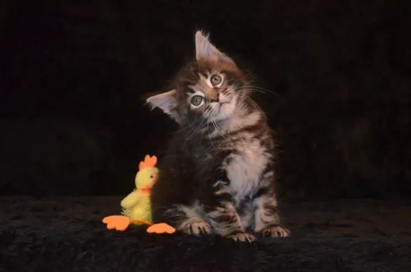 Котята мейн кун 2