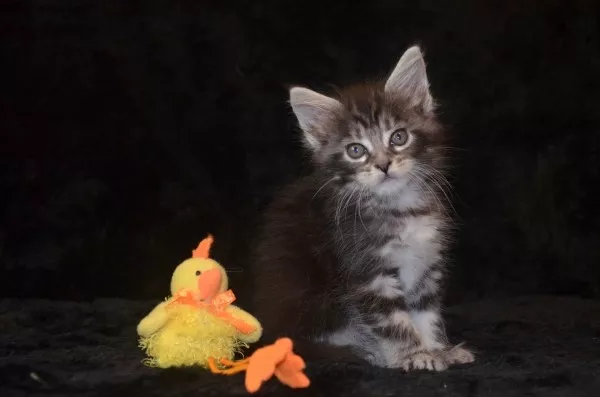 Котята мейн кун 3