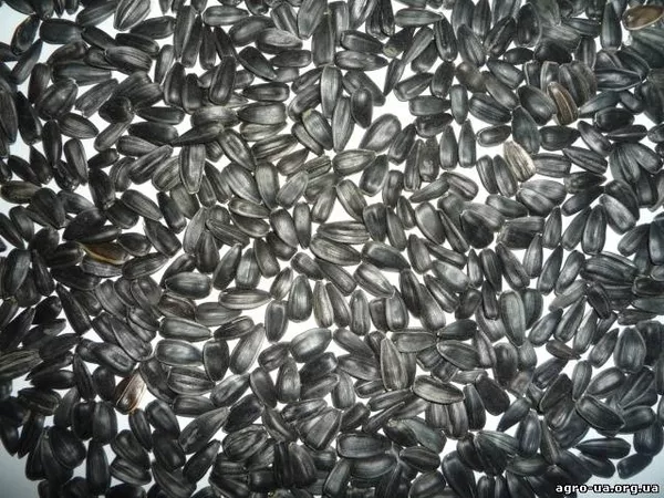 закупаем рапс, сою, подсолнечник