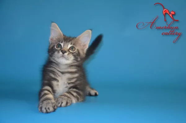 Крупные котята мейн кун