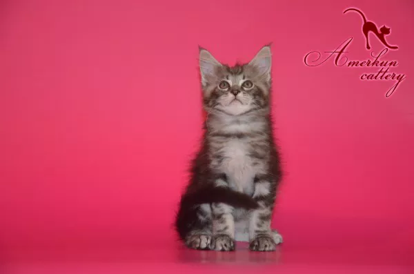Крупные котята мейн кун 2