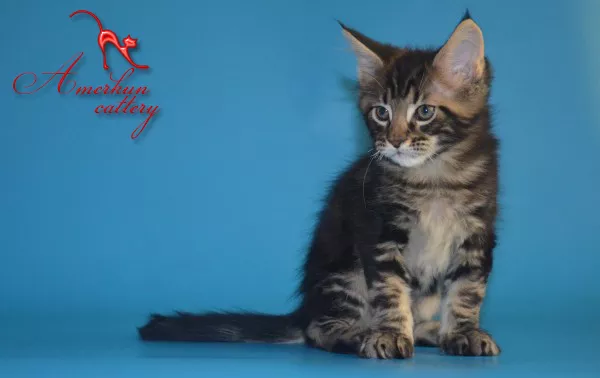 Крупные котята мейн кун 3