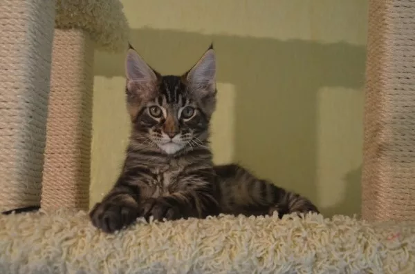 Котята мейн кун из питомника