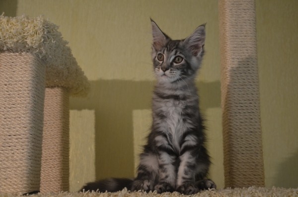 Котята мейн кун из питомника 2