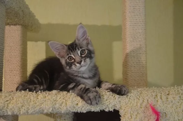 Котята мейн кун из питомника 3