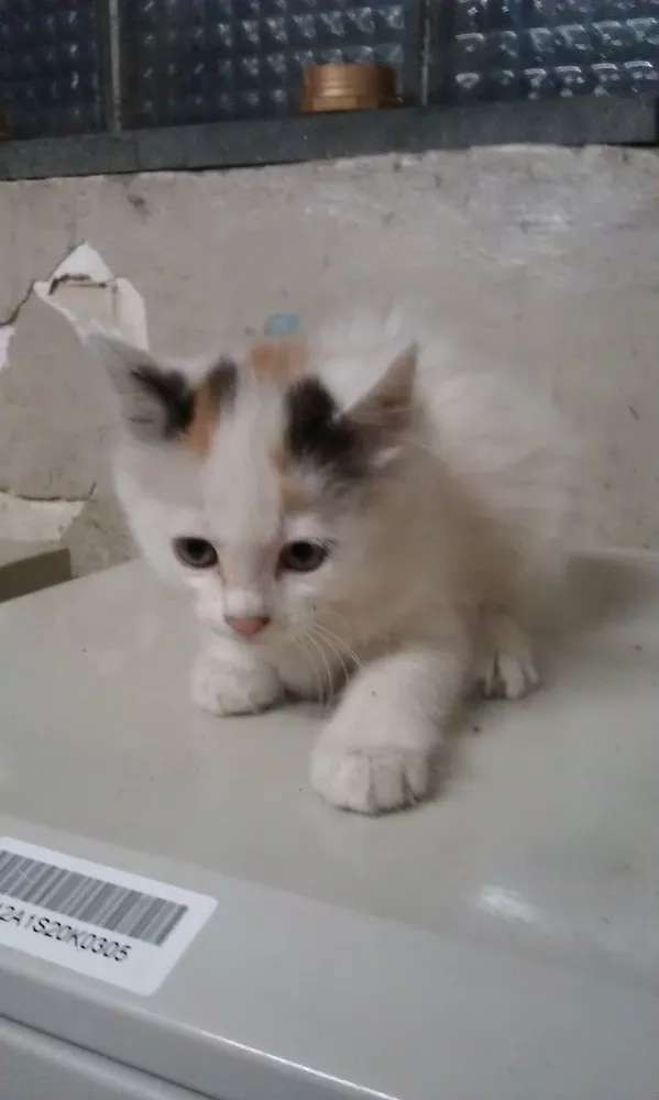 Отдам даром кошенят – Мурчик, Рыжик, Шнурок и Шустрик!