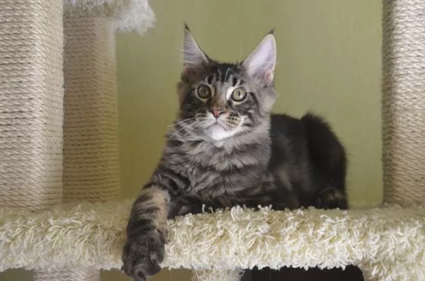 Потрясающие котята мейн-куна Amerkun