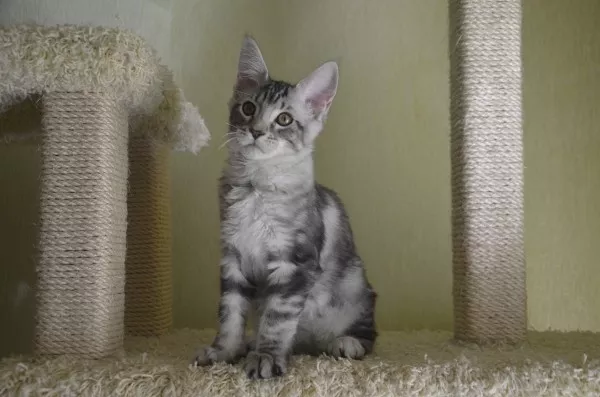 Потрясающие котята мейн-куна Amerkun 2