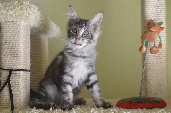 Потрясающие котята мейн-куна Amerkun 3