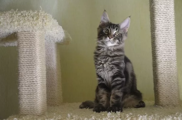 Потрясающие котята мейн-куна Amerkun 4