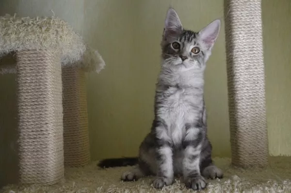 Потрясающие котята мейн-куна Amerkun 5