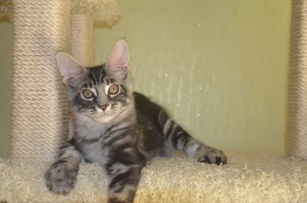 Потрясающие котята мейн-куна Amerkun 6