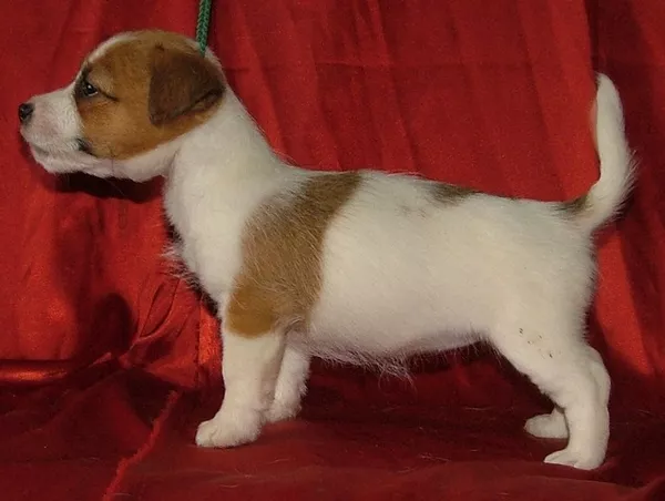 Джек рассел СУПЕР щенки SHOW класса в Bohema Artic КСУ-ФЦИ! ТОП крови 