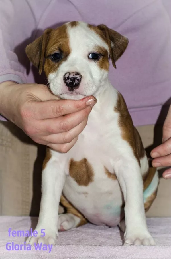 Стафята и Амстаффики 3