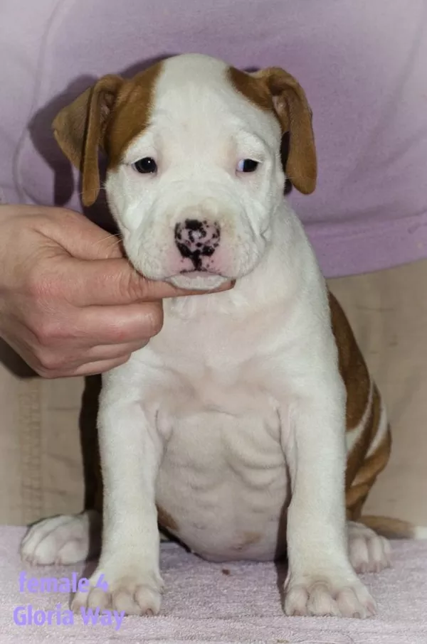 Стафята и Амстаффики 4