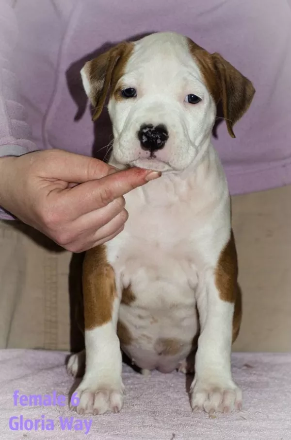 Стафята и Амстаффики 5