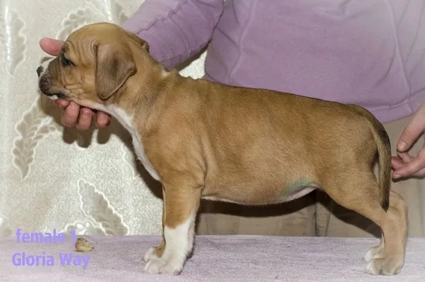 Стафята и Амстаффики 6