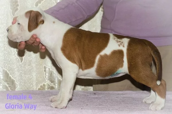 Стафята и Амстаффики 7