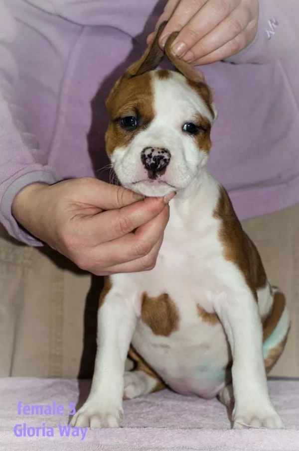 Милые малыши - стаффики  2