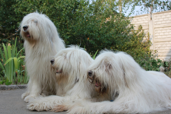 Южнорусская овчарка (ЮРО, южак), щенки
