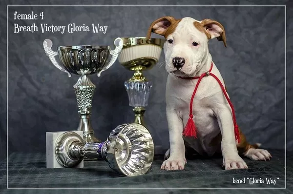 Веселые Щенки амстафф терьера