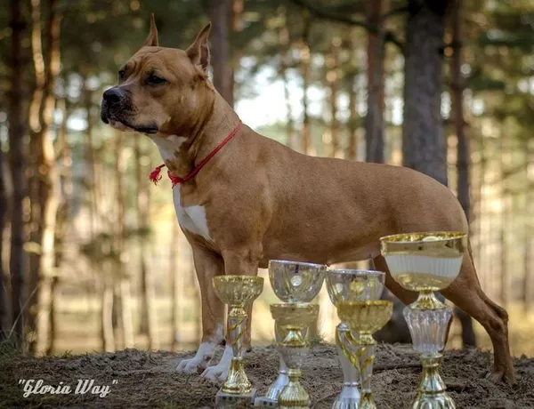 Веселые Щенки амстафф терьера 4