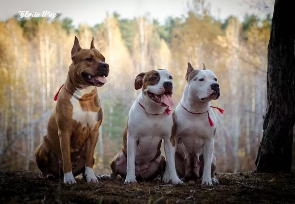 Будущие Чемпионы щенки Амстаффа 