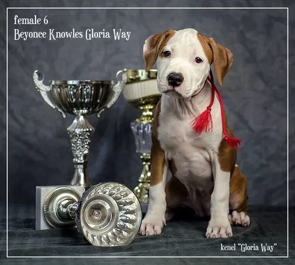 Будущие Чемпионы щенки Амстаффа  5