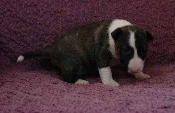 Миниатюрный бультерьер щенки 2