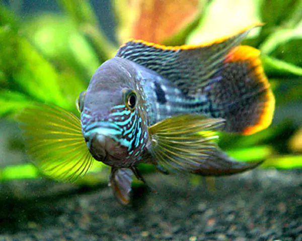 Акара Бирюзовая