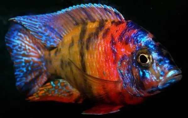 Аулонокара Пятицветная