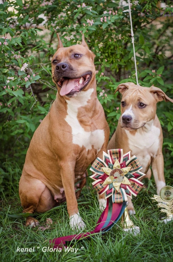 Амстафф с Питомника