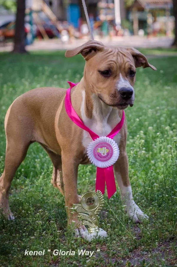 Амстафф с Питомника 4