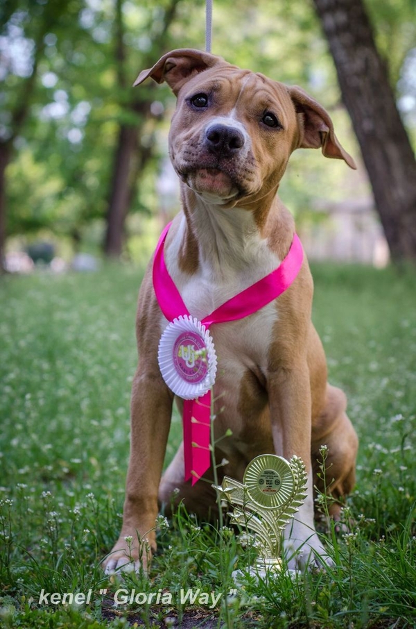 Милая девочка АСТ Стафф Терьер  4