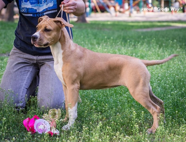 Милая девочка АСТ Стафф Терьер  5