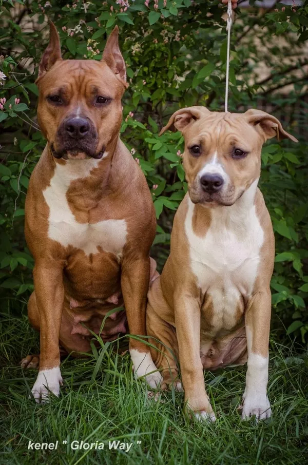 Милая девочка АСТ Стафф Терьер  6