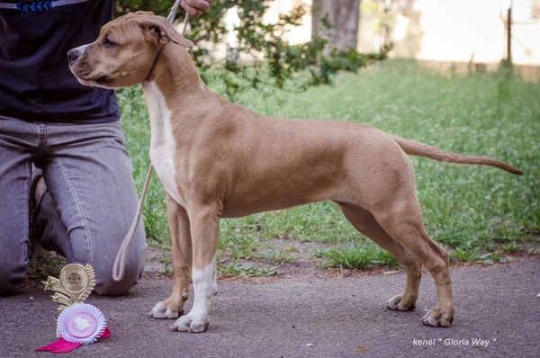 Милая девочка АСТ Стафф Терьер  7