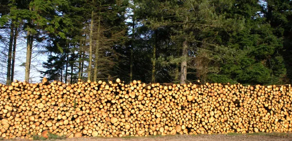 Оптовая и розничная продажа леса кругляк сосна, дуб, ольха