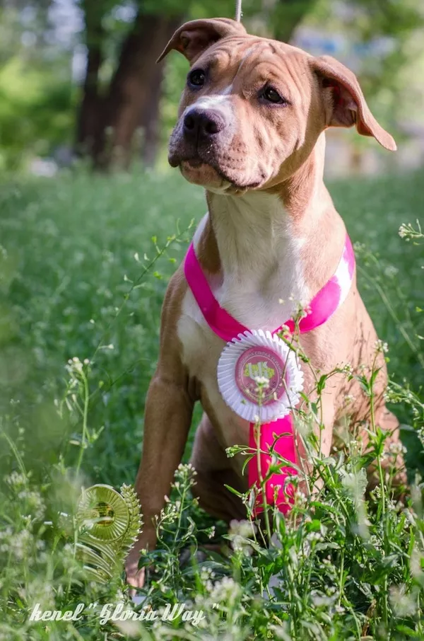 Элитная девочка Американского Стаффордширского Терьера.