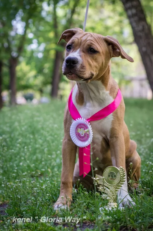 Элитная девочка Американского Стаффордширского Терьера. 2