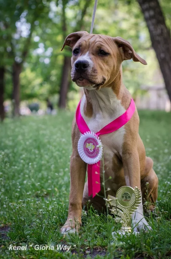 Элитная девочка Американского Стаффордширского Терьера. 3