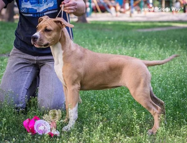 Элитная девочка Американского Стаффордширского Терьера. 5