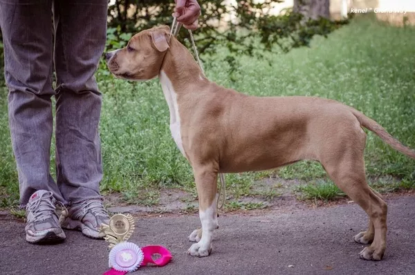 Элитная девочка Американского Стаффордширского Терьера. 7