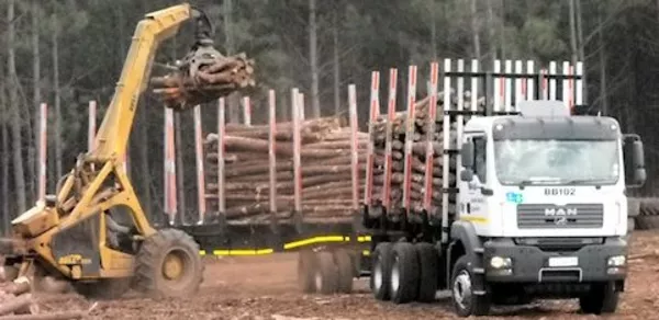 Оптовая и розничная продажа леса: кругляк сосна, дуб, ольха и пр. 2