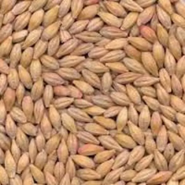 купим рапс, пшеницу, сою, кукурузу, ячмень